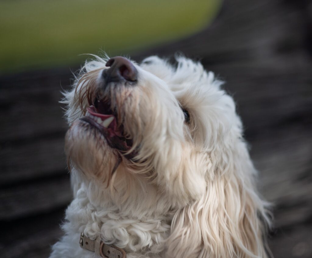 Howie, photographed by Zoe Hogan-West