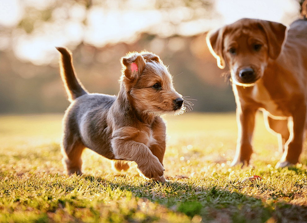 Happy puppy playing in the park