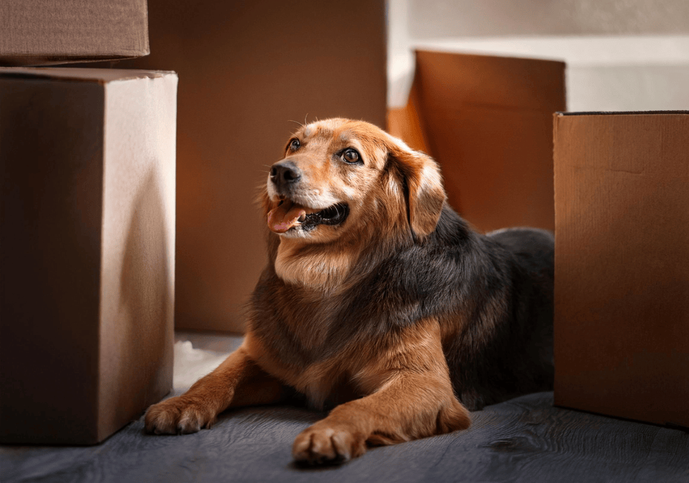 Anxious dog lying amongst moving boxes