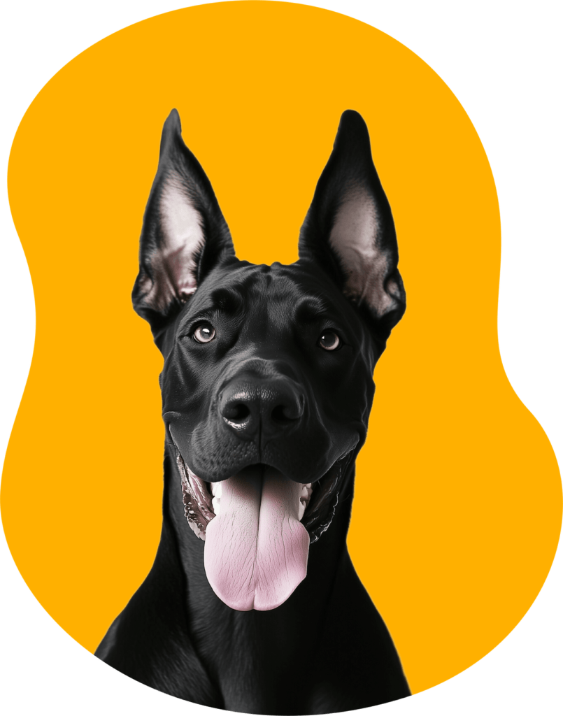 Doberman dog on yellow background