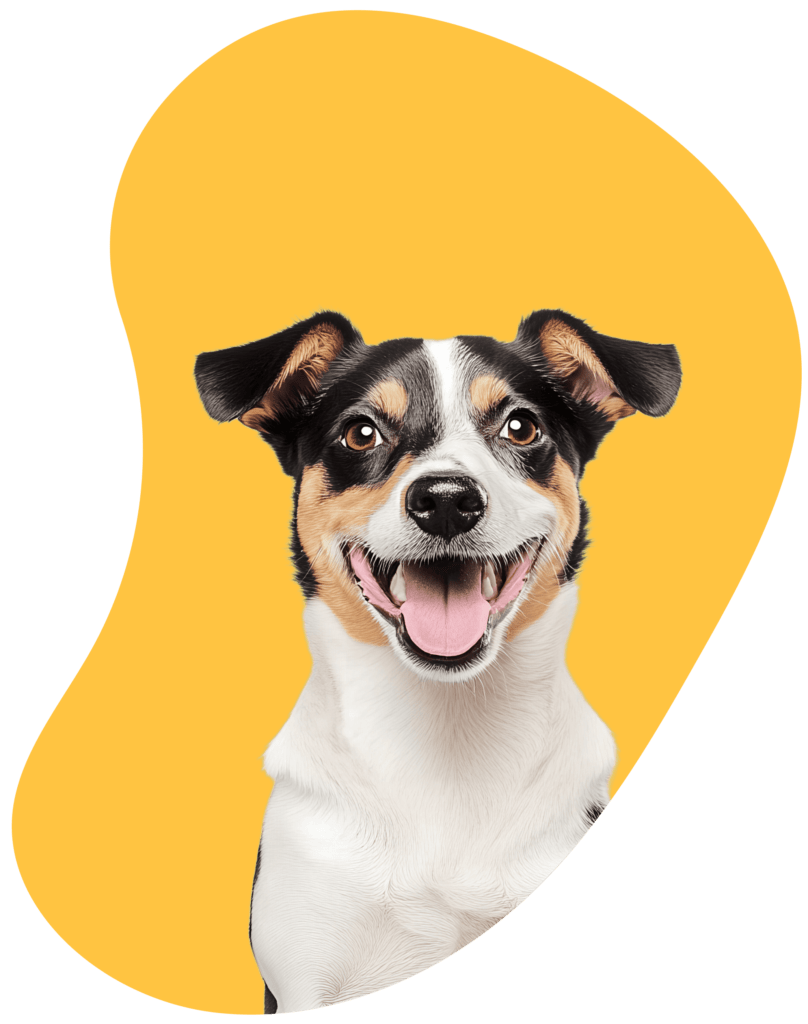 Small dog on yellow background