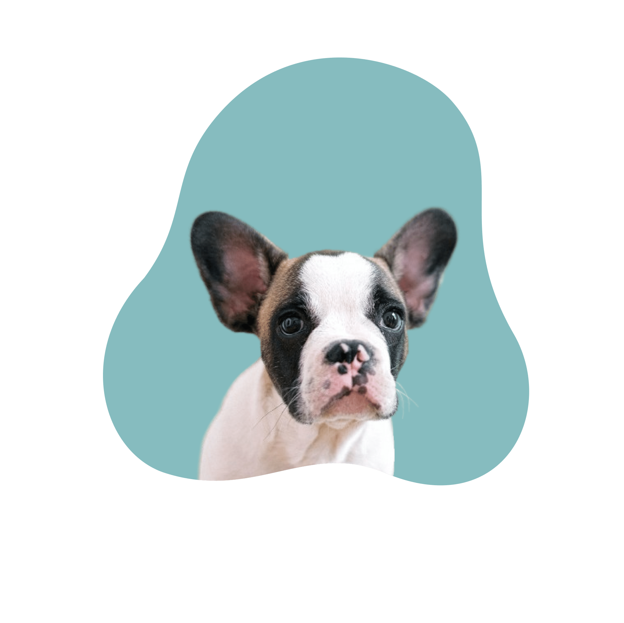 French bulldog puppy on blue background