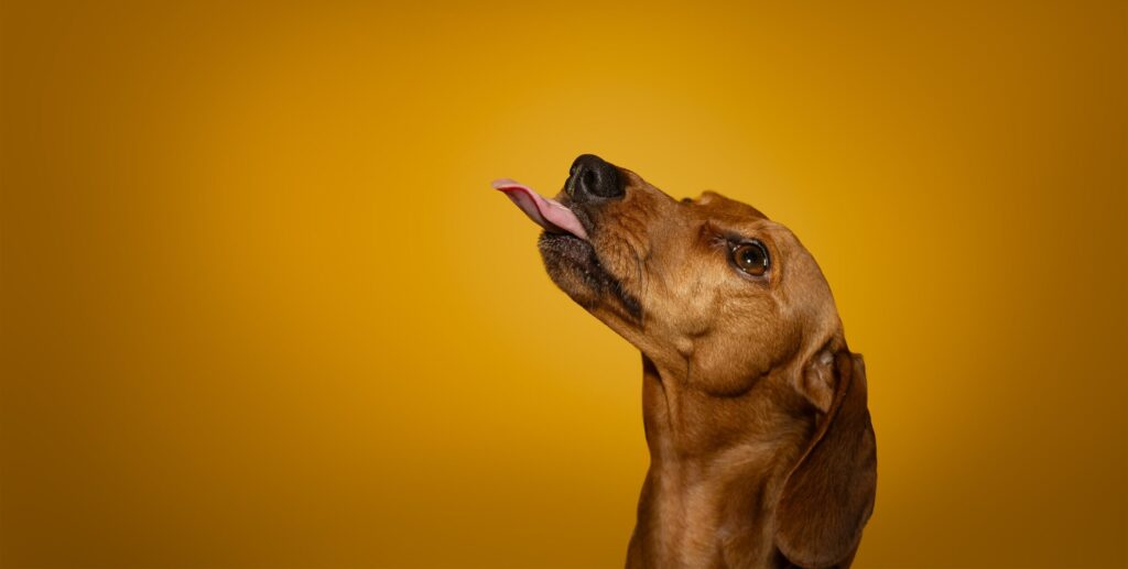 Cute dachshund wiener dog with tongue sticking out on bright yellow background. Photo by Zoe at Nordic Creations