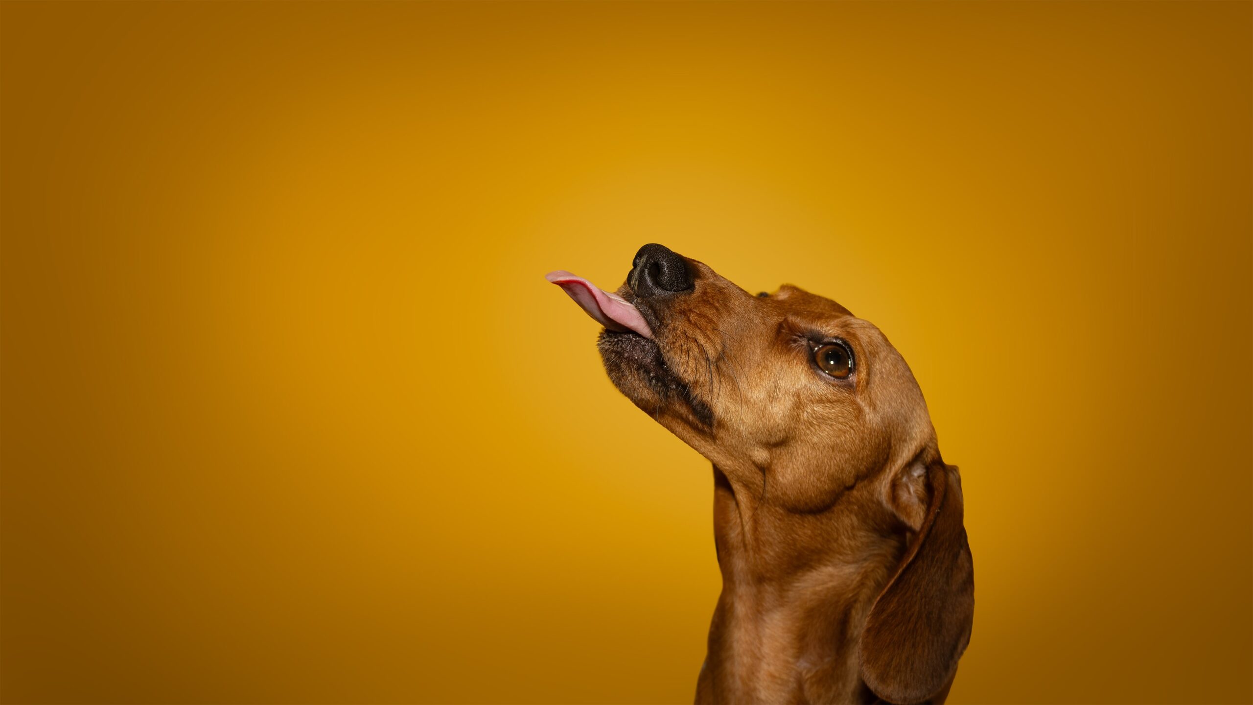 Cute dachshund wiener dog with tongue sticking out on bright yellow background. Photo by Zoe at Nordic Creations