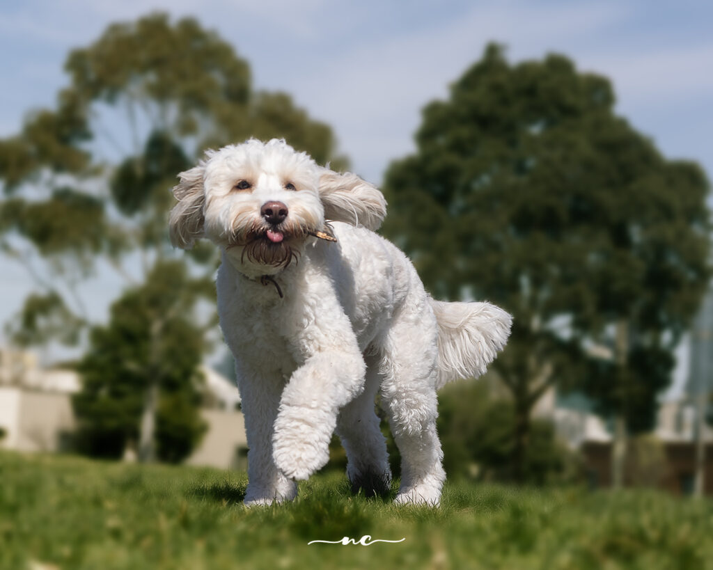 Playful poodle mix running in park. Photo by Zoe at Nordic Creations