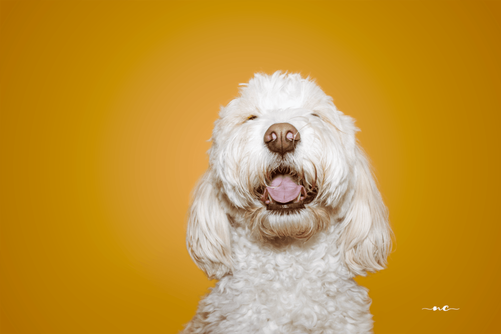 Cute poodle sheepdog mix smiling, bright yellow background. Photo by Zoe at Nordic Creations