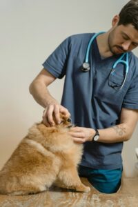 Dog being treated by the vet. Photo by Tima Miroshnichenko on Pexels