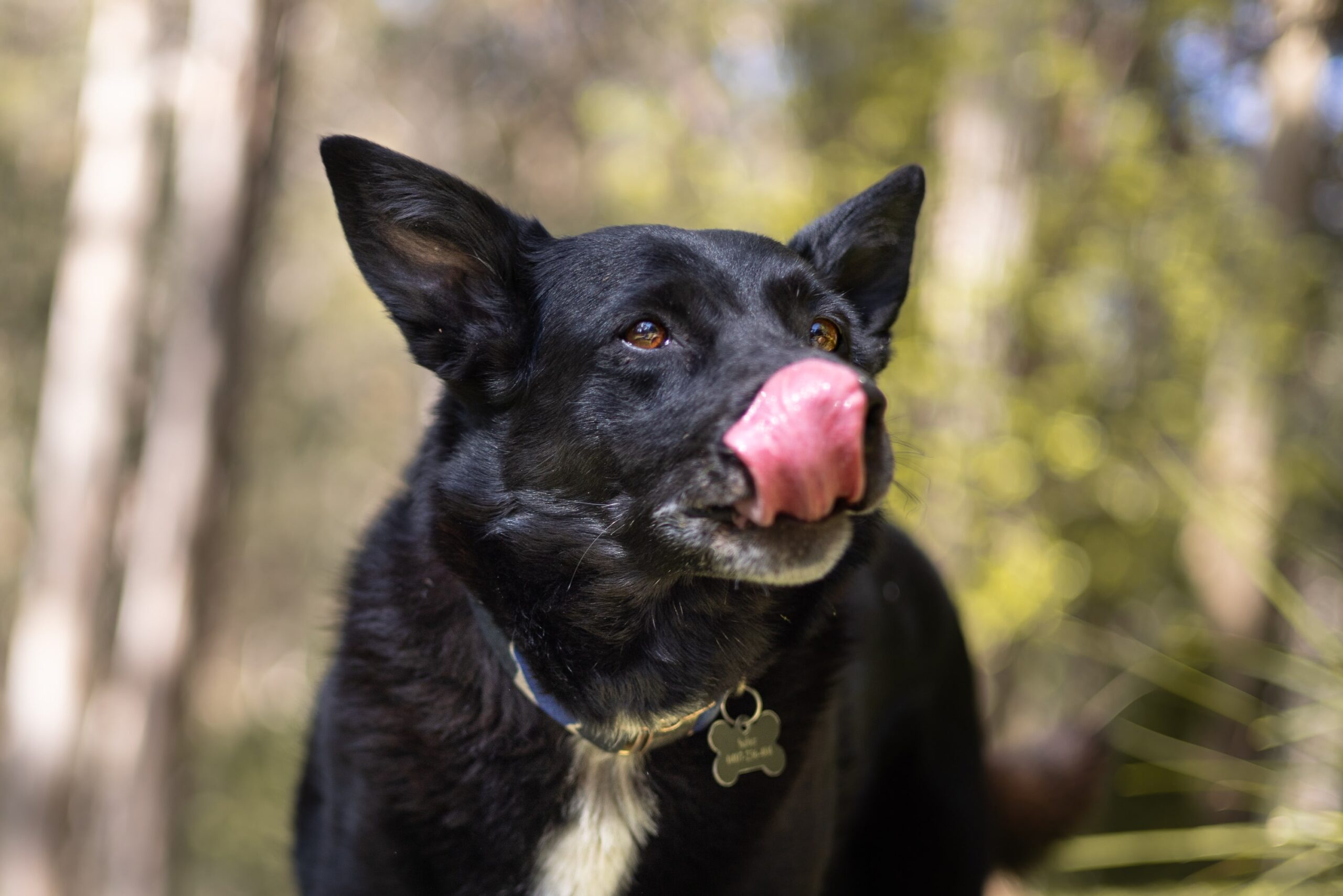 Top 5 signs that your dog is anxious