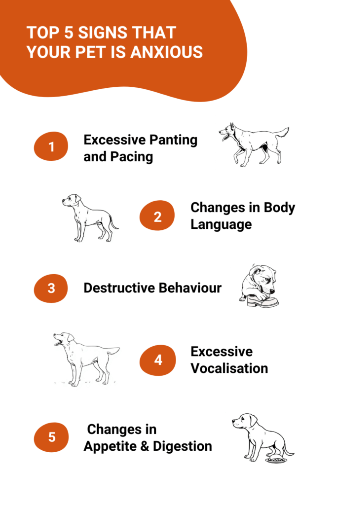 Top 5 signs that your dog is anxious